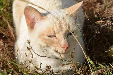 Naklejka na ściany i meble The cat in the grass lies with blue eyes