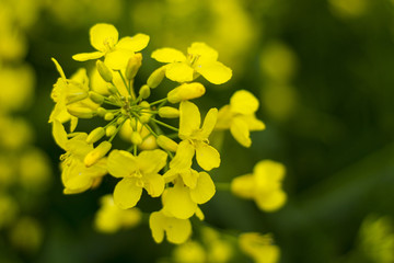 rape flower in spring