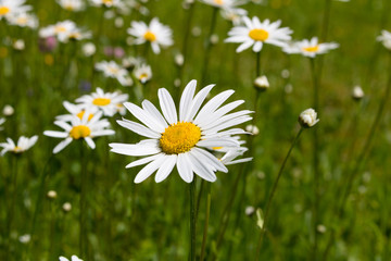 Fototapeta premium Chamomile flowers close up. Nature of summer, flower fields, wild flower meadow, botany and biology, video for the background, videofootage nature, beautiful daisies.