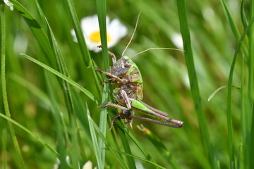 grasshoppers bug insects on the grass