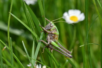 grasshoppers bug insects on the grass