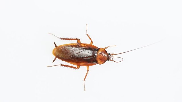 Insect cockroach isolated on a white background.