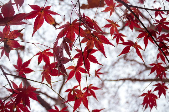 Red maple branch. Autumn maple leaves background