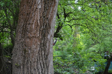 Дерево лес (Tree Forest)