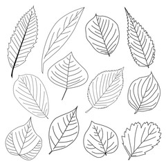 Obraz premium Set of leaf line icon