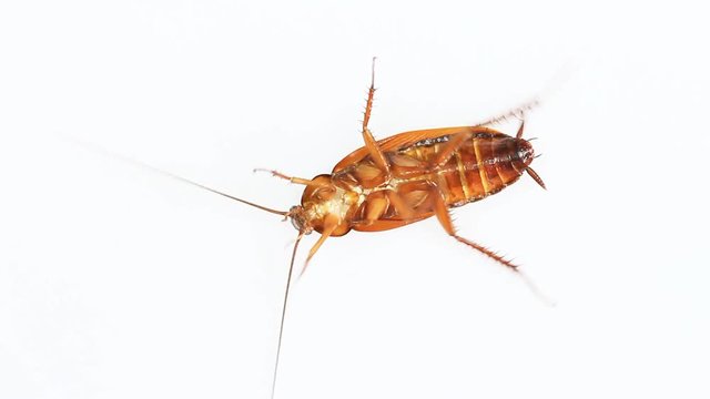 Insect cockroach isolated on a white background.