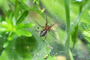 bug spider insects on the grass