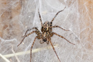 bug insects on the grass