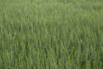 Grain Field