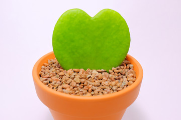 ハートの形の葉 - ハートホヤ(ラブハート) Hoya Kerrii, the thick leaves of heart-shaped