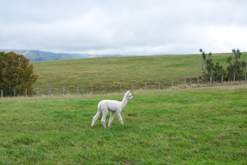 Obraz premium Alpaca, New Zealand