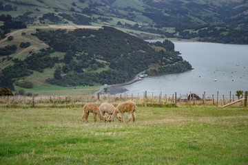 Alpaca, New Zealand