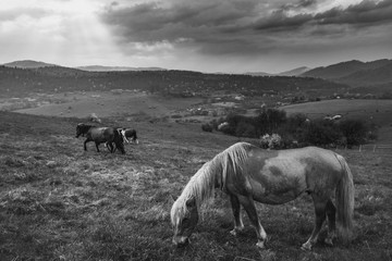 Obraz premium Krywe po deszczu