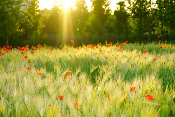 꽃 양귀비(poppy)