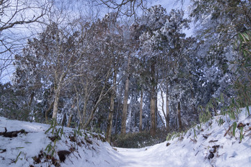 Trees with snow in Mount Kongo.