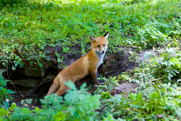 Naklejka na ściany i meble A little fluffy red fox.