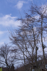 Beautiful view of snow-mountain trees.
