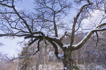 Trees with snow in Mount Kongo.