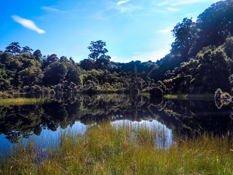 Lake Wilkie in the Catlins, Rainforest in New Zealand