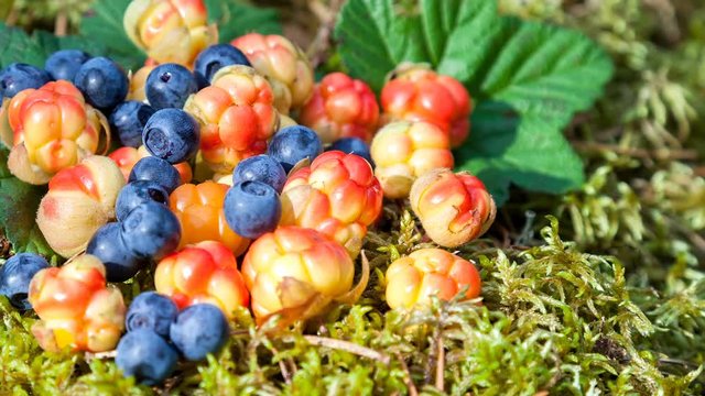 Wild berries on the moss closeup. Fresh wild fruits