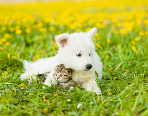 Puppy lying with kitten together on the lawn of dandelions