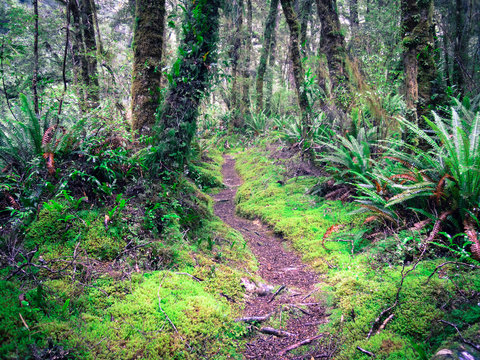 Idyllic mossy footpath in the Catlins, New Zealand