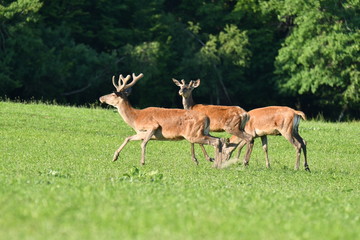Naklejka na ściany i meble deers grazing on the meadow