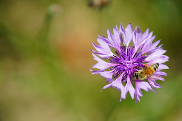 수레국화 (cornflower)