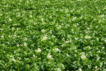 Kartoffelfeld in Blüte