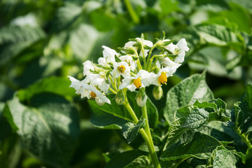 Fototapeta premium Kartoffelfpflanze in Blüte, Nahaufnahme