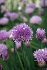 Blooming chives (A. schoenoprasum)
