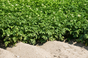 Kartoffelfeld in Blüte