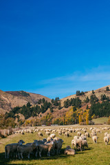 SHEEP FARMING, SOUTHLAND, NEW ZEALAND