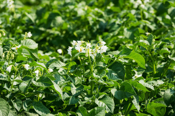 Fototapeta na wymiar Kartoffelfpflanze in Blüte, Nahaufnahme
