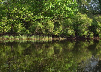 Fototapeta na wymiar Quiet pond in the park. Early summer.