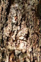 Baumrinde