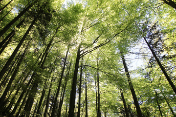 Obraz premium Bayerischer Wald, Deutschland