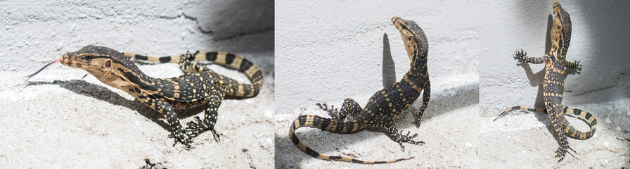 closeup of water lizard or varanus salvator
