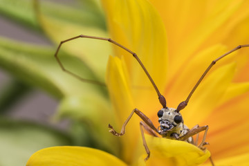 Longhorn beetle, sunflower, close-up.