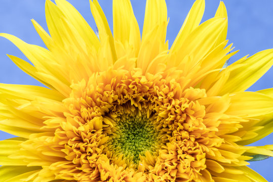 Sunflower, flower, close-up.