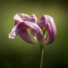 Beautiful shallow depth of field macro image of decaying wilted tulip flower at the end of Spring