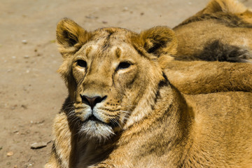 Portrait of an Asian lioness.