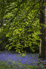 Shallow depth of field landscape of vibrant bluebell woods in Spring