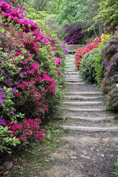 Beautiful vibrant landscape image of footpath border by Azalea flowers in Spring in England