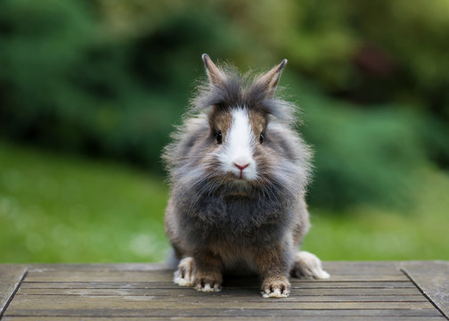 Beautiful young small grey lionheaded bunny rabbit in the garden in summer day.