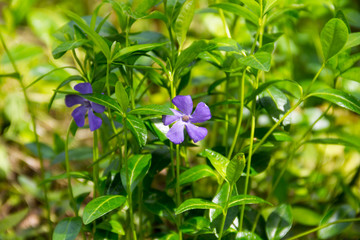 Blue periwinkle (vinca minor)
