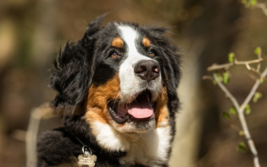 Berner sennen dog