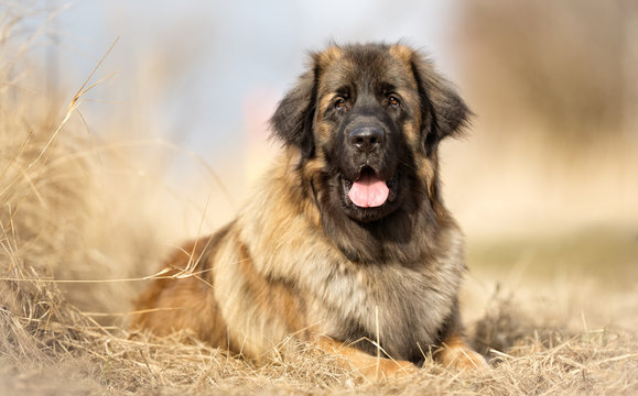 Leonberger Photos Royalty Free Images Graphics Vectors Videos Adobe Stock Directory of dog breeders with leonberger puppies for sale and leonberger dogs for adoption. graphics vectors videos adobe stock