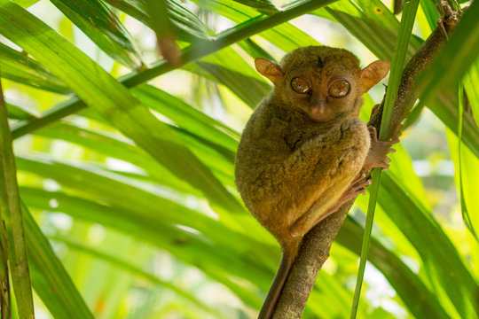 Philippine Tarsier