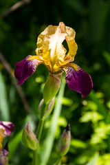 Beautiful iris flower on flowerbed in garden